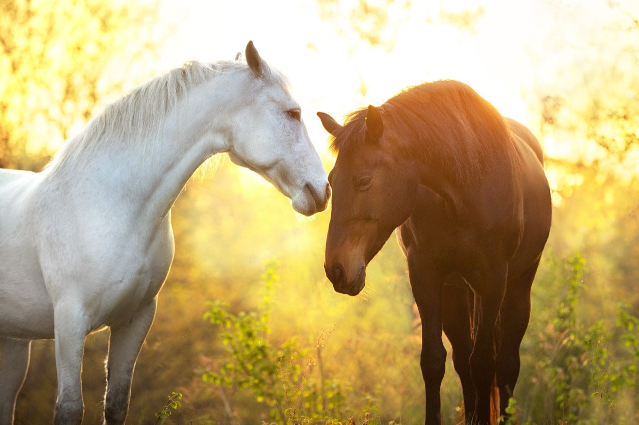 Gallop Truths: Fact Checking Common Horse Myths