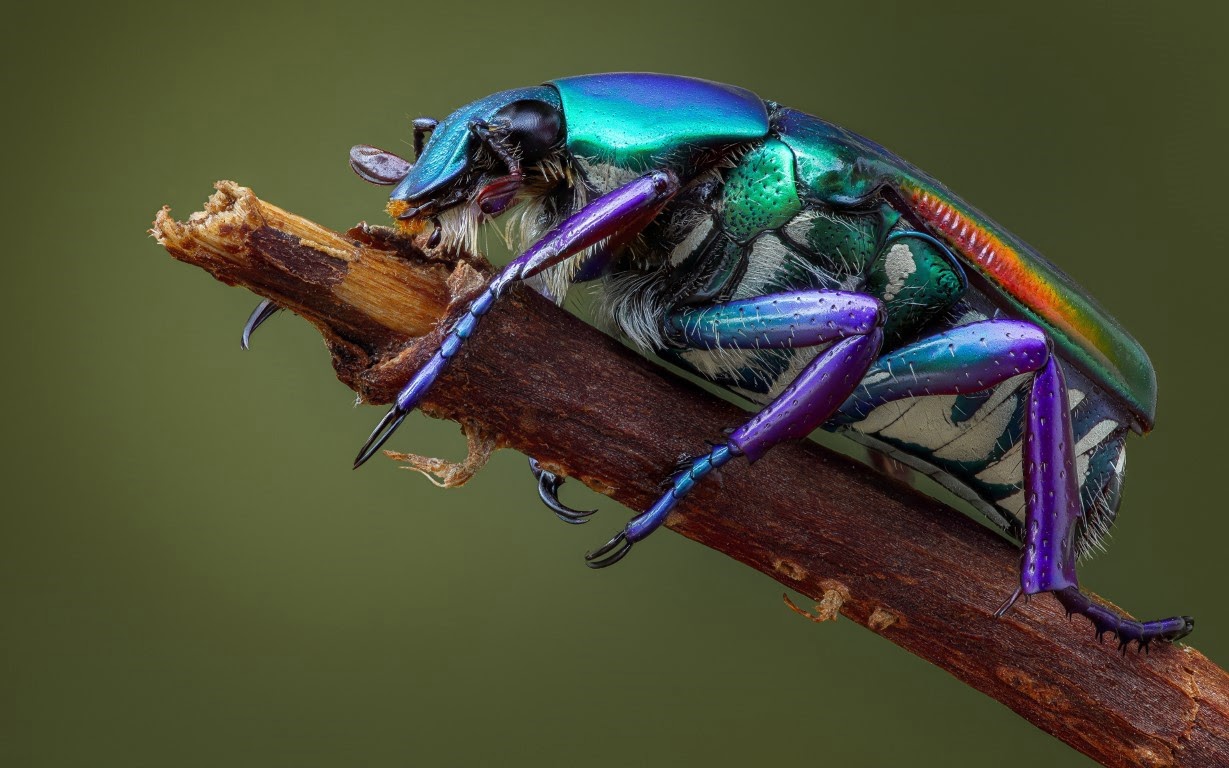 Chitin and Ceremony: How Insects Became Symbols in Human Traditions