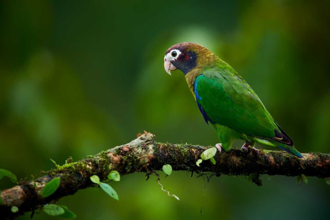 Parrot Hotspots and Homelands: Where the World’s Most Famous Parrots Live