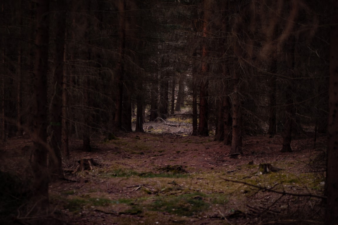 Forest Smarts for Daily Life