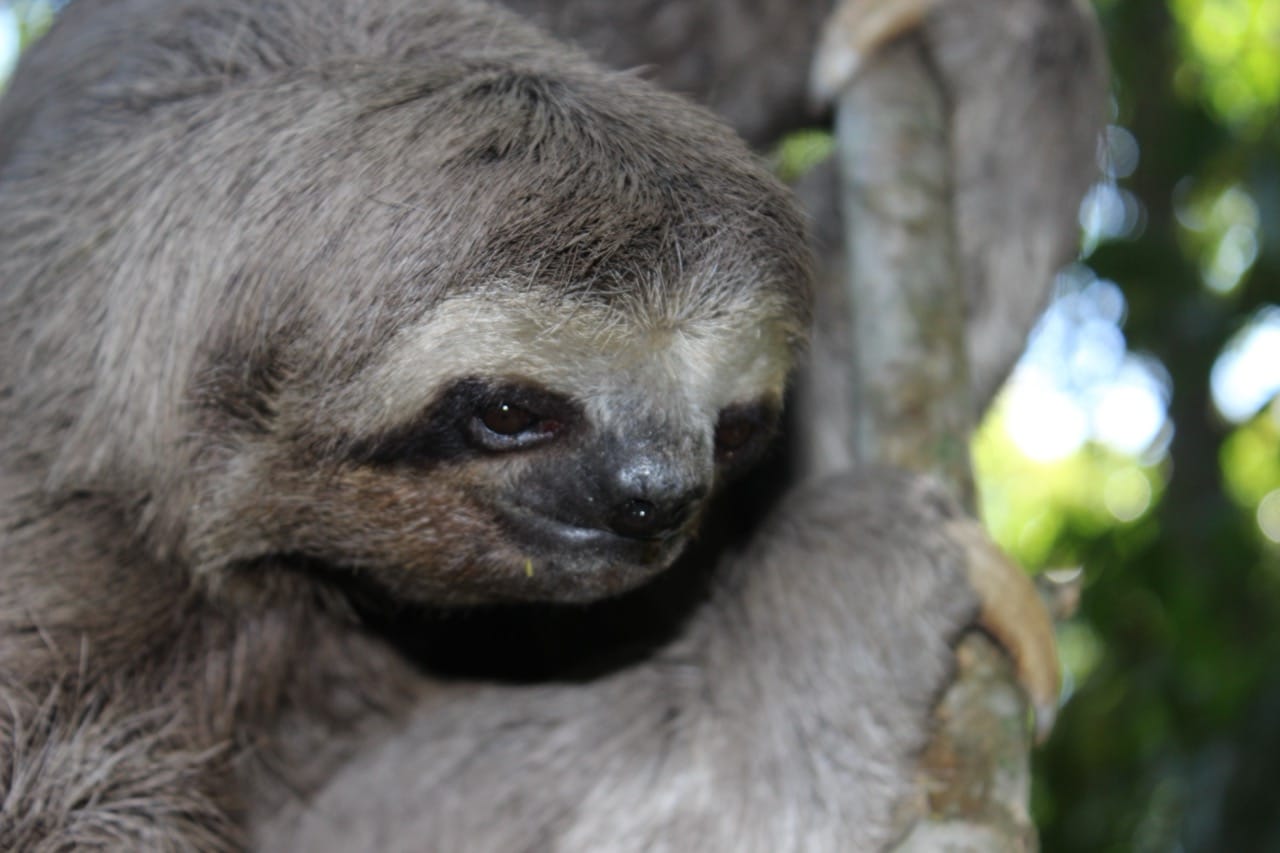Sacred Sloths: How a Slow Mammal Became a Fast-Moving Symbol