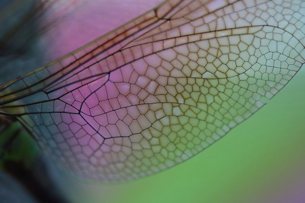 Bizarre Bug Truths You Can’t Unlearn