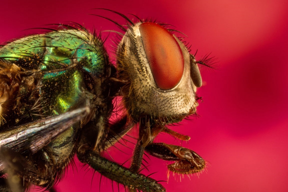 Swarm Science and Insect Breakthroughs That Changed Human Technology