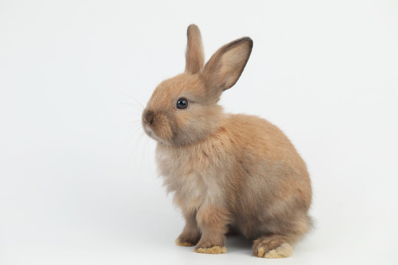 Hare-Raising Rabbit Scandals and Infamous Feuds