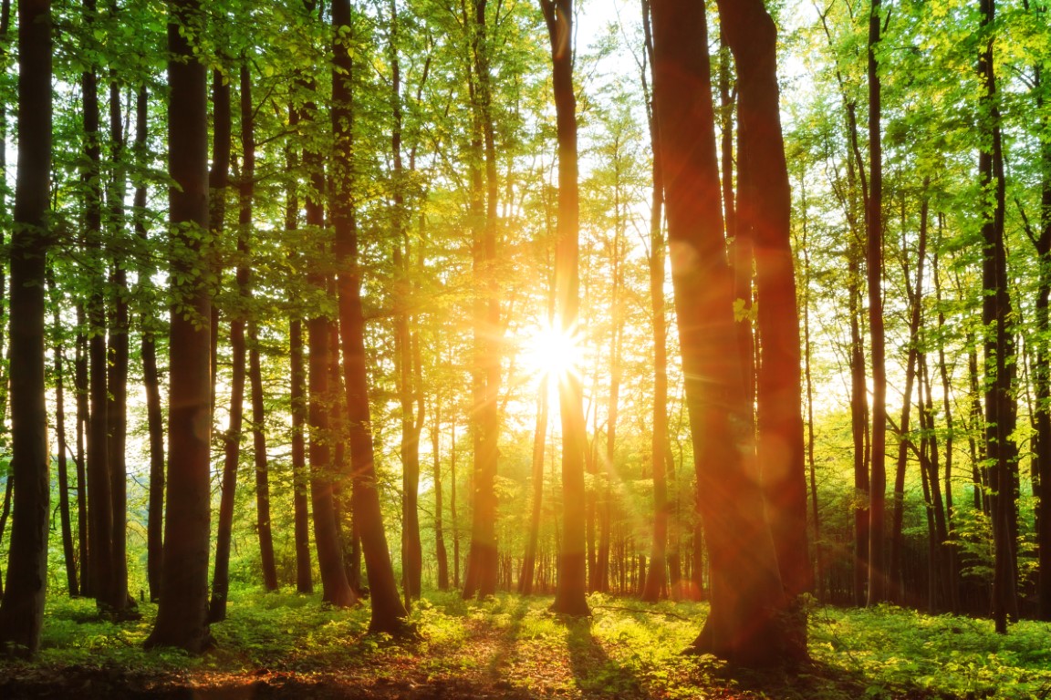 A Quick Tour of the World’s Forests and What Makes Each One Work