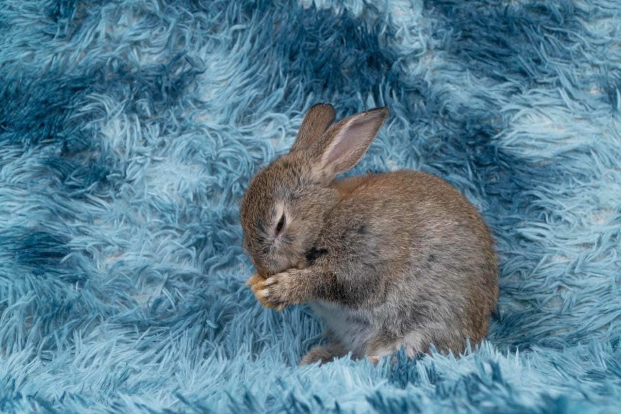 Bunnies Across Nature and Culture: How Rabbits Connect Biology, Ecosystems, and Stories