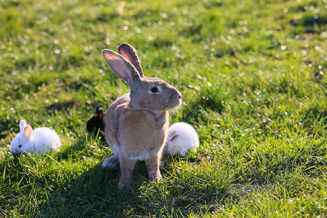 Rabbit Myths Versus Facts: What Bunnies Are Really Like