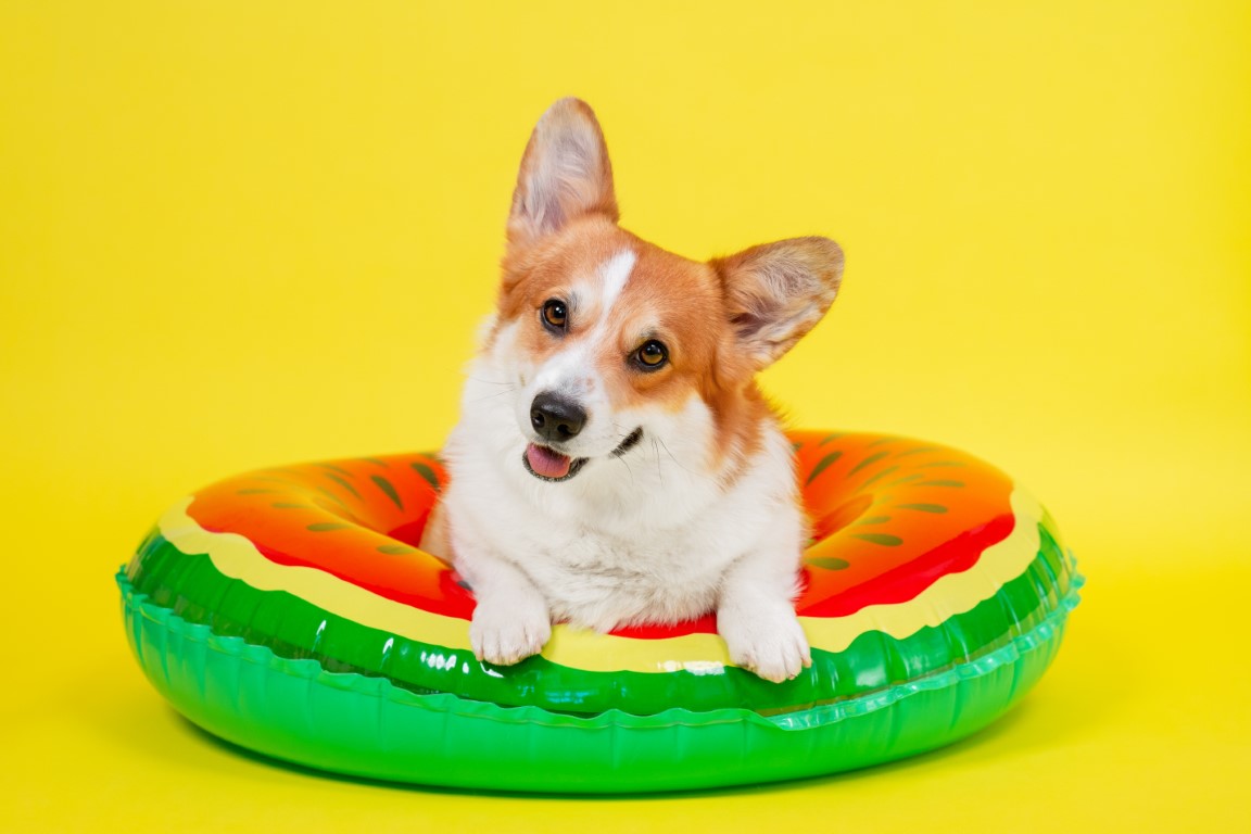 Corgi Real Life Smarts: What It Takes to Help a Big Personality Thrive