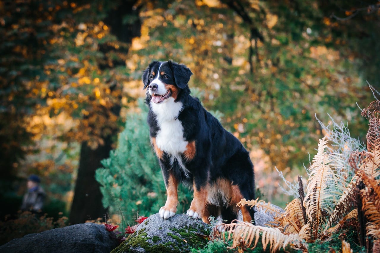 Bernese Mountain Dog Fact Check Frenzy: What’s True About This Gentle Swiss Giant