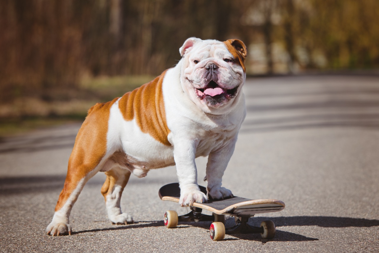 Bulldog Fact Filter: What’s True Behind the Tough-Guy Reputation