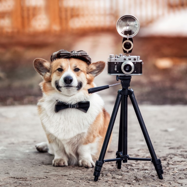 Corgi Myth Patrol: Truth, Tails, and What These Little Herding Dogs Really Need