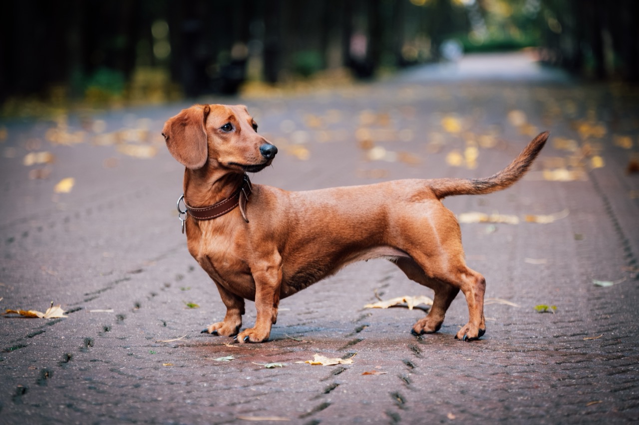 Sausage Dog Facts Under the Microscope: What Dachshunds Were Really Made For