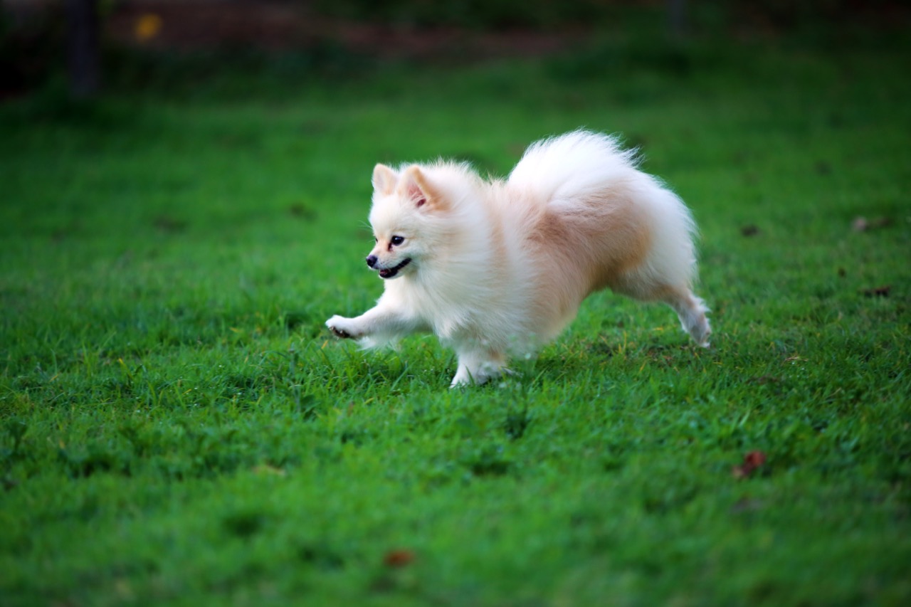 Spark, Fluff, Repeat: The Breakthrough Story Behind the Pomeranian