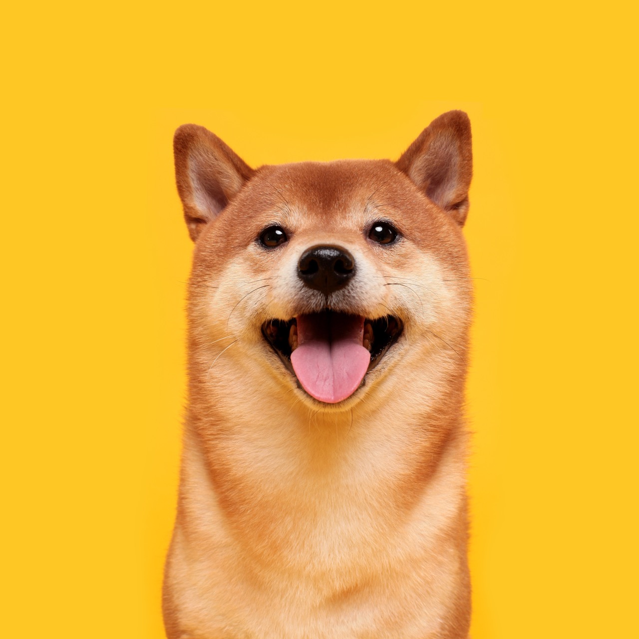 Circuits and Senses: How Shiba Inus Reveal the Science Behind Modern Pet Tech
