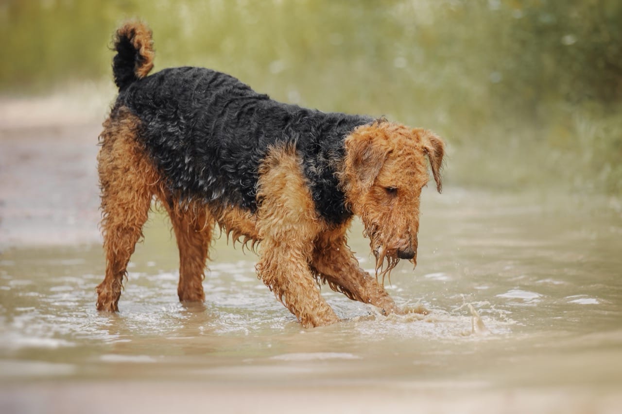 Can You Spot an Airedale Terrier? Clues, Lookalikes, and What Makes the King of Terriers