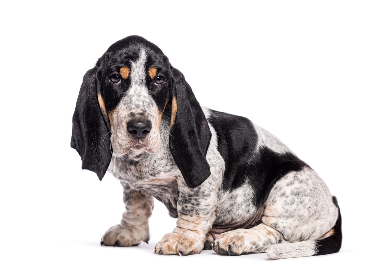 Inventive Basset Hounds: Science, Scent, and Surprises