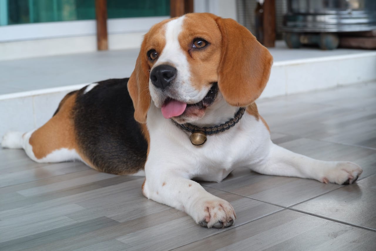 From Hare Hunts to House Pets: How Beagles Followed Their Noses into History
