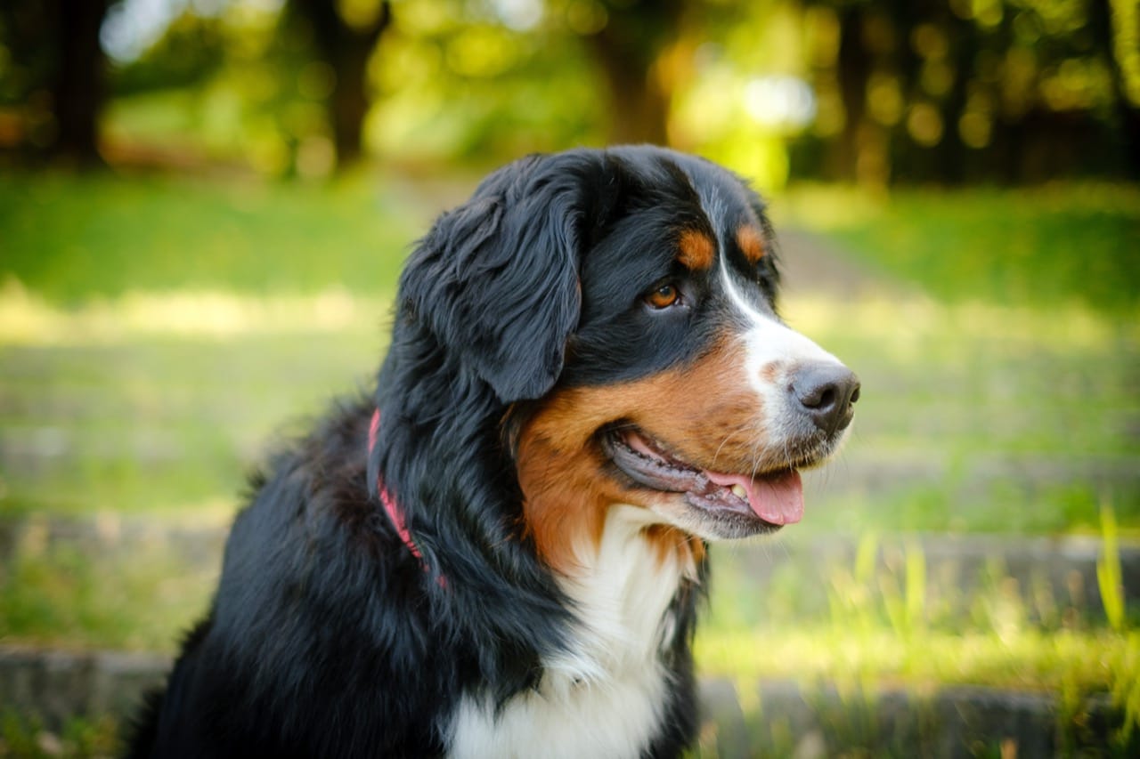 Alpine Roots and Global Homes of Berners