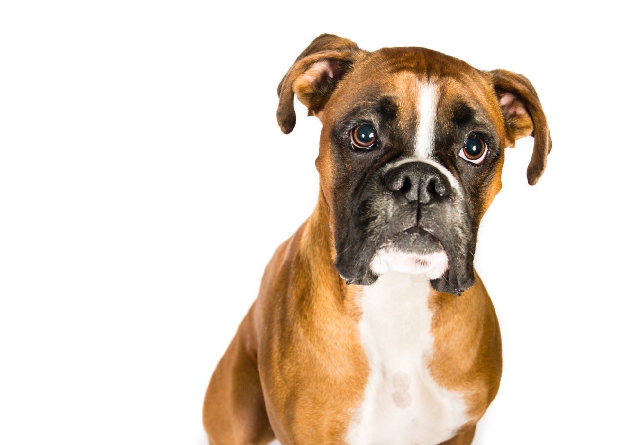 Boxer Dog Truth Check for Curious Owners