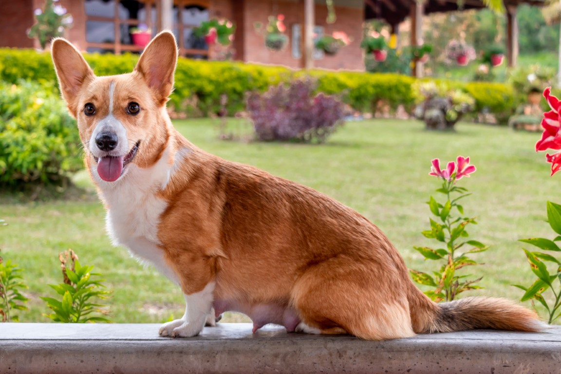 Corgi Detective Challenge From Ears to Tails