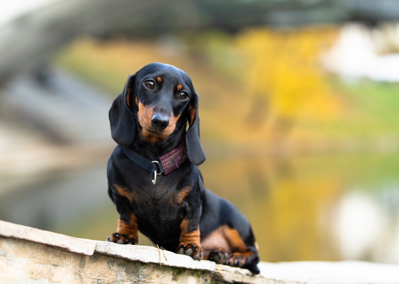 Where Dachshunds Made History Around the World