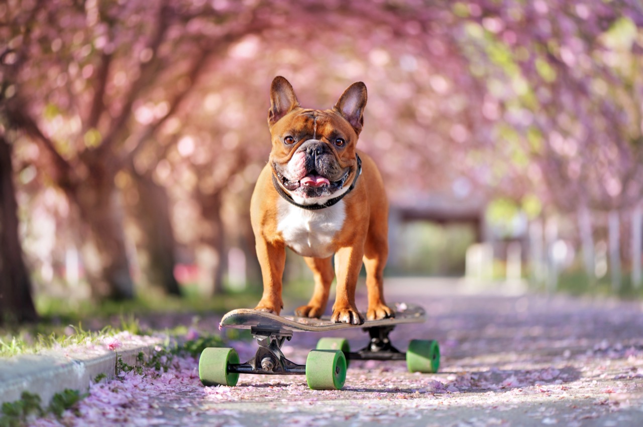 Cafes, Canvases, and Companions: How French Bulldogs Became Cultural Icons
