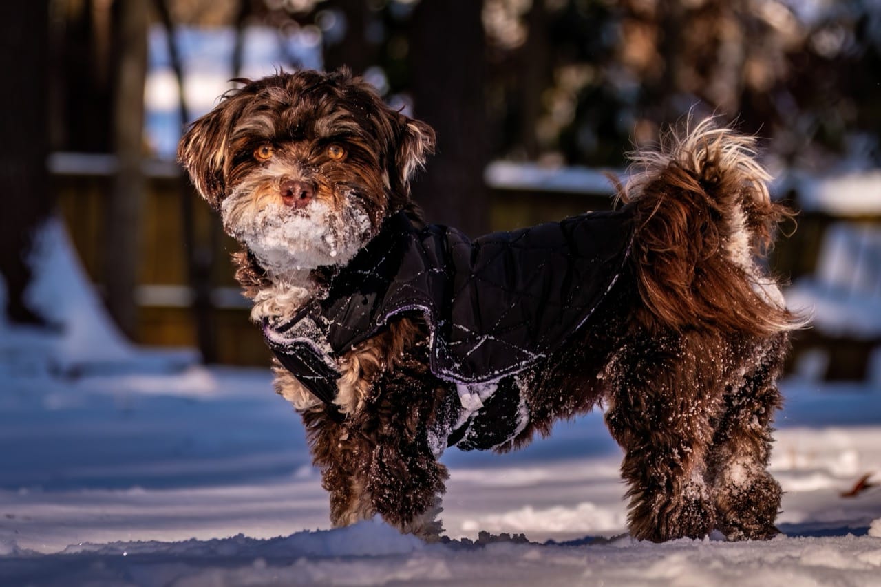 Silk Coats and Cuban Clues: The Story Behind the Havanese