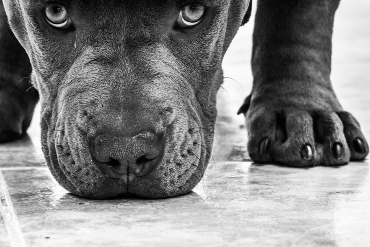 Monuments, Murals, and Pit Bulls in History