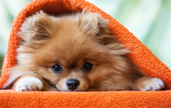 Fluff, Fame, and Mixes Pomeranian Trivia