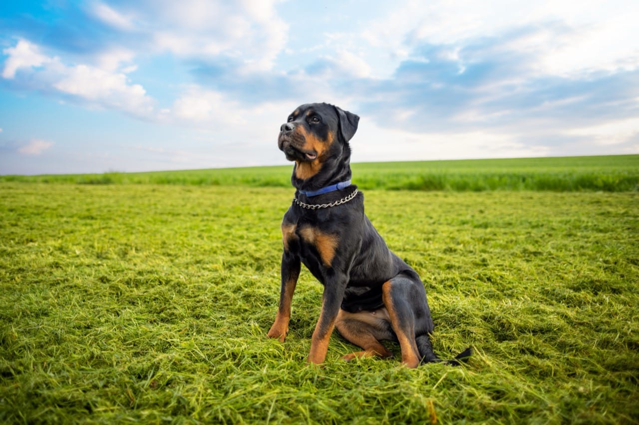 Rottweiler Recordbook Riddles and Biggest Brags