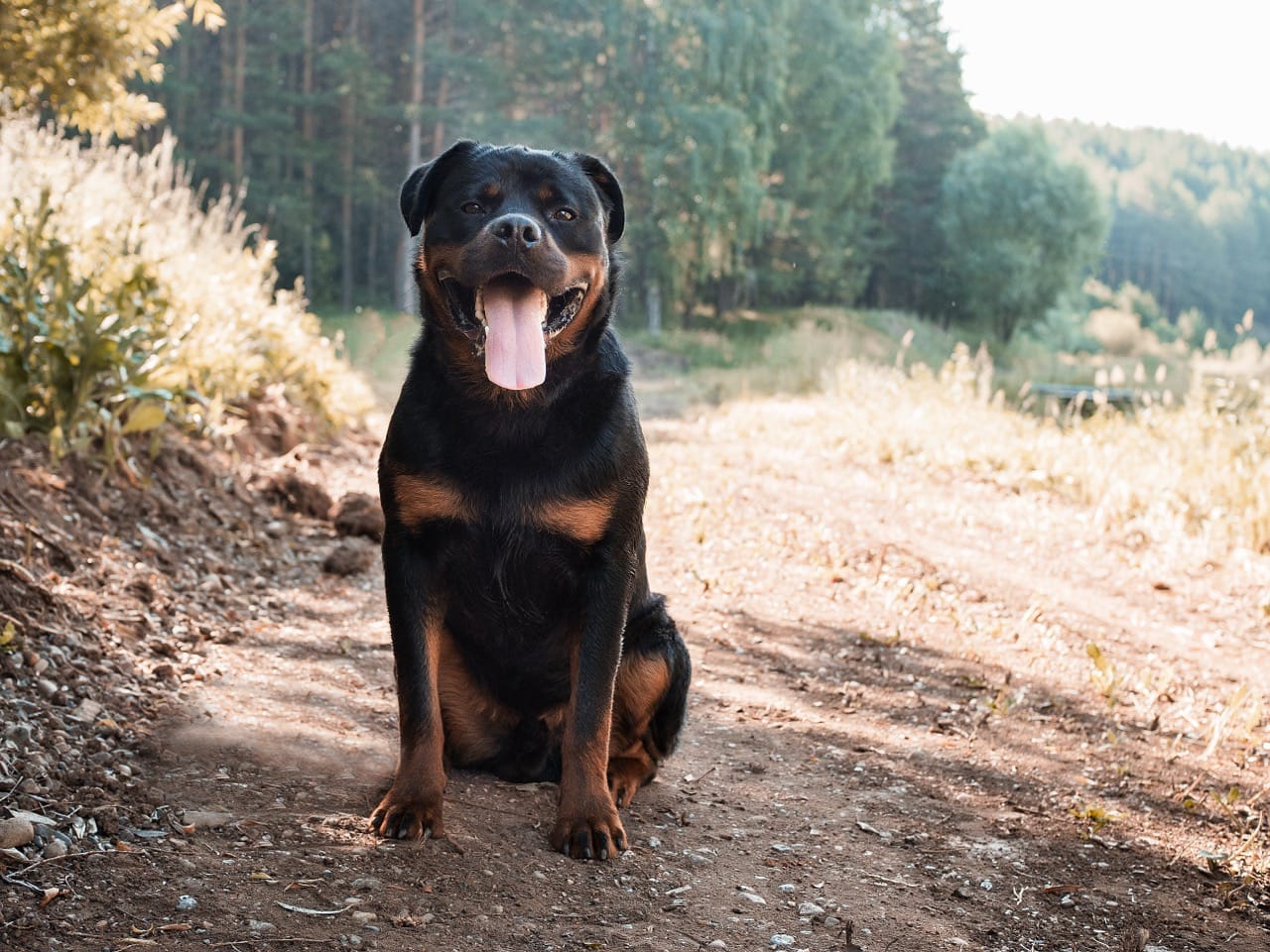 Rottweiler Oddities and Unexpected Connections Behind the Confident Stare