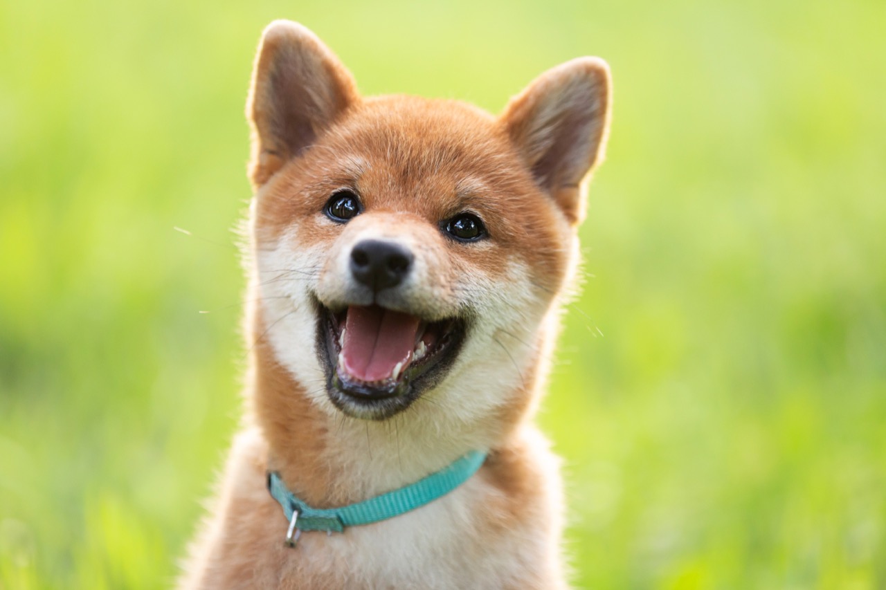 Shiba Inu Landmark Hunt Across Japan