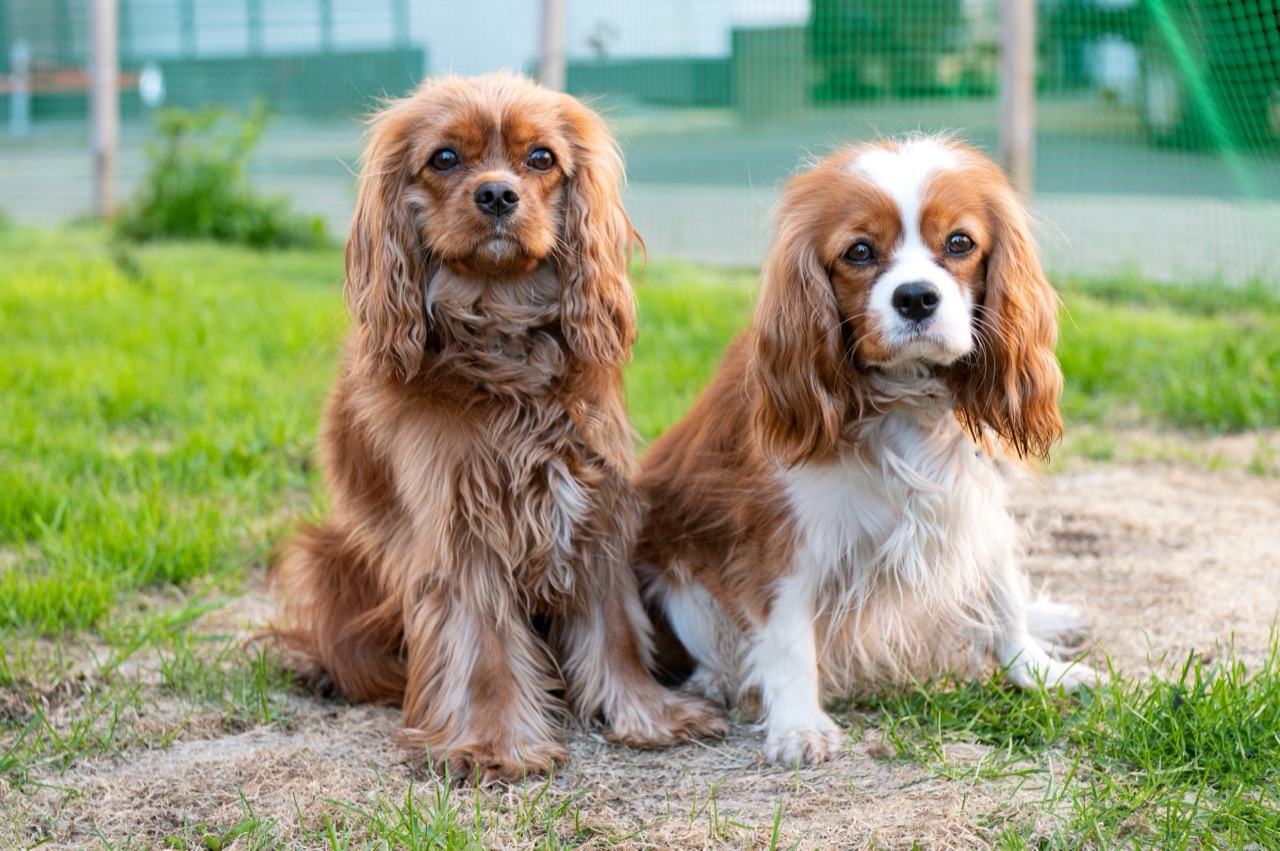 Pawsports and Postcards of Spaniel Fame: Traveling Through History with Floppy-Eared Celebrities
