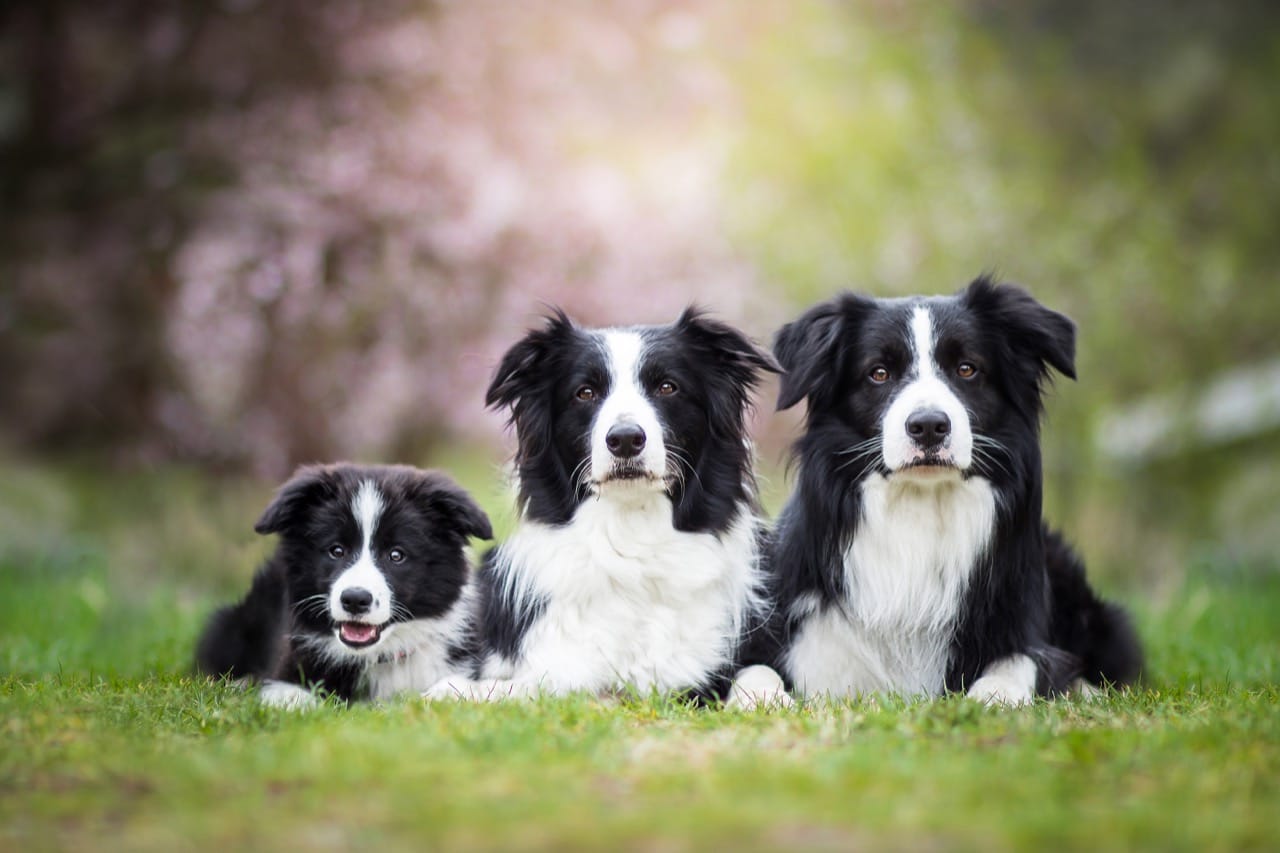 Scandalous Border Collies: What’s Real, What’s Rumor, and Why the Headlines Get Messy