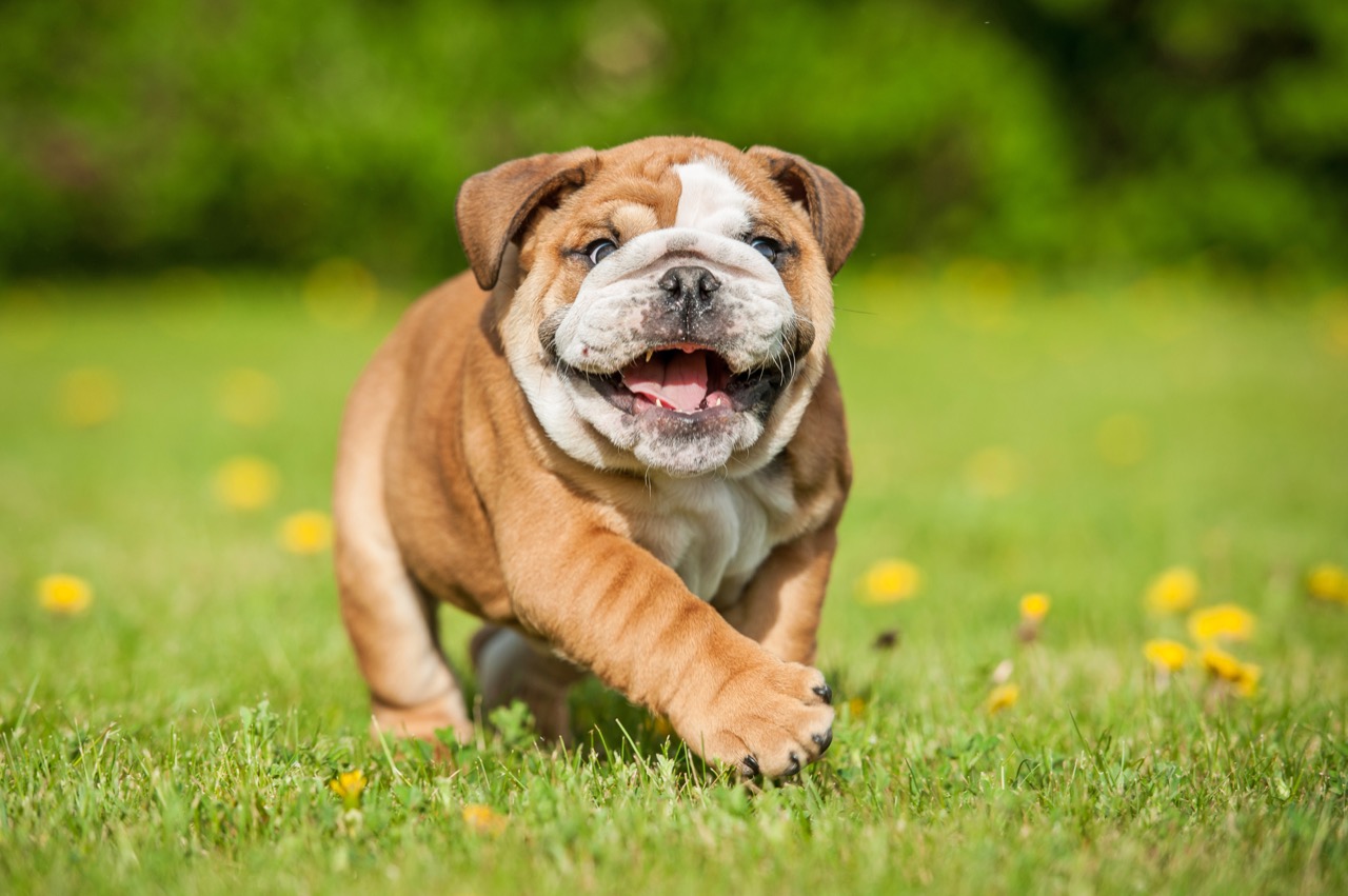 Wrinkles, Roots, and Bulldog Coincidences: How One Dog Became a Global Symbol