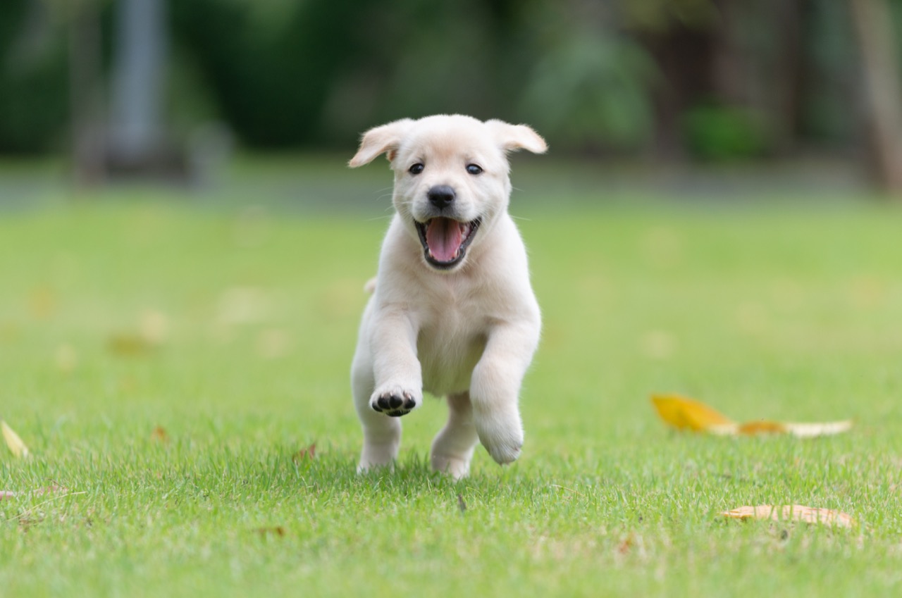 Everyday Labrador Retriever Know-How: Origins, Traits, and Practical Care