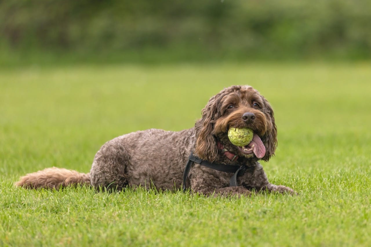 Cockapoo History Sprint From Origins to Today