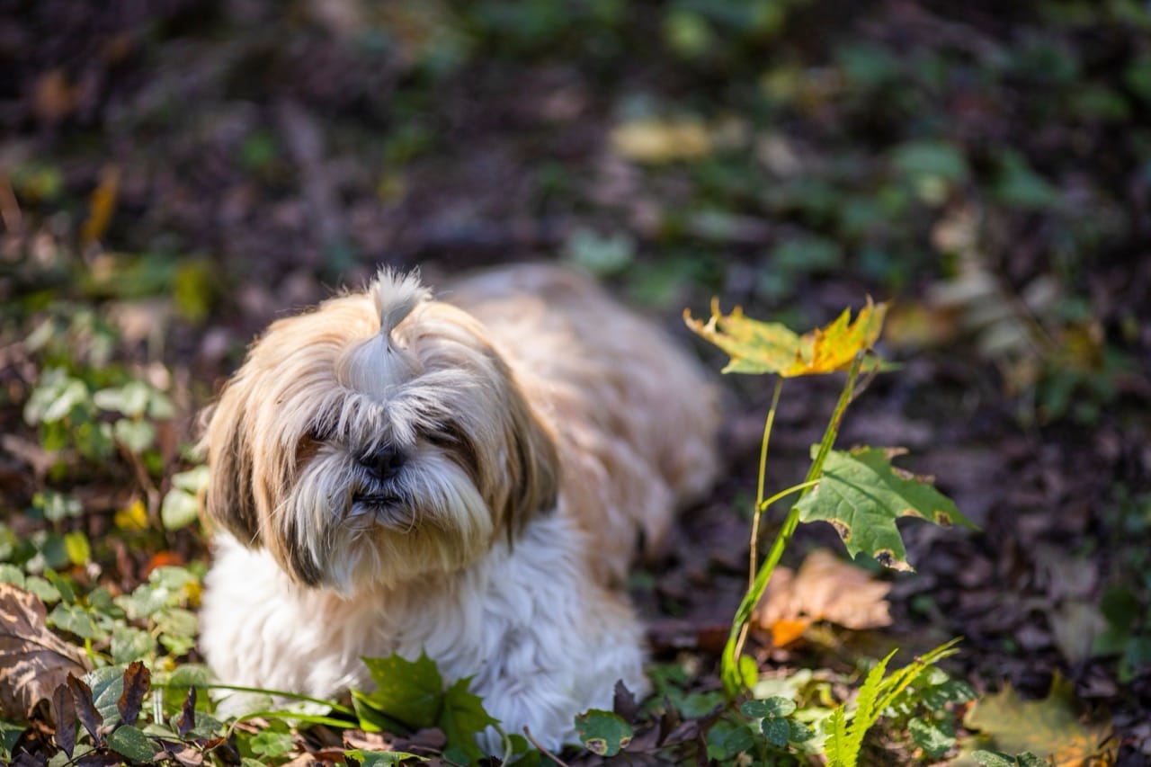 Silk Coats and Palace Tales: The Hidden Story of the Shih Tzu