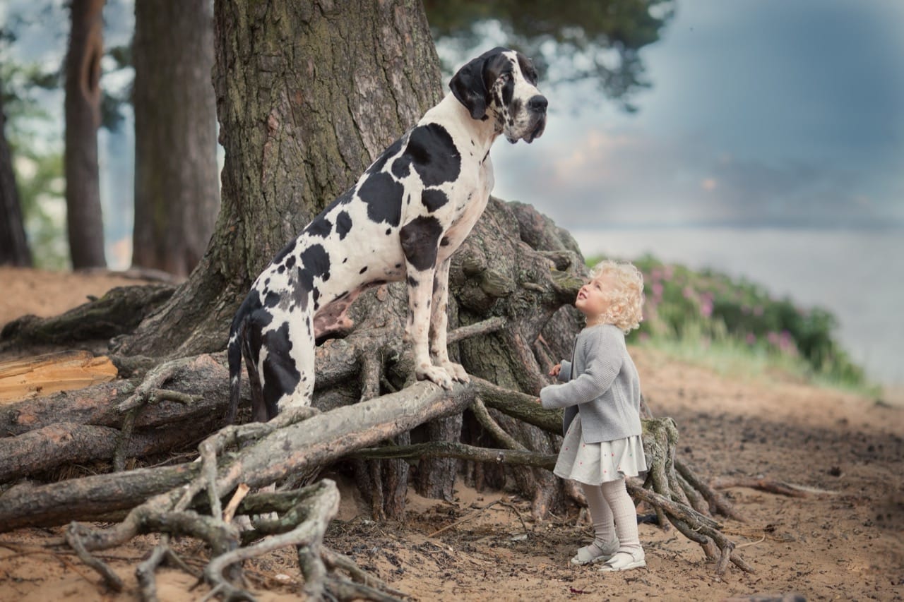 Spotting the Gentle Giant: Great Dane Clues, Colors, and Canine Curveballs