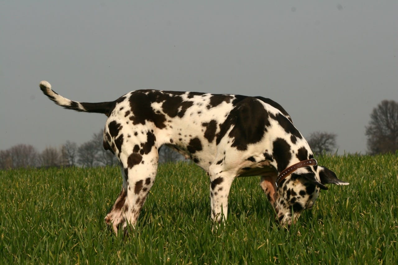 Beyond Giant: The Great Dane in History, Genetics, and Real-World Care
