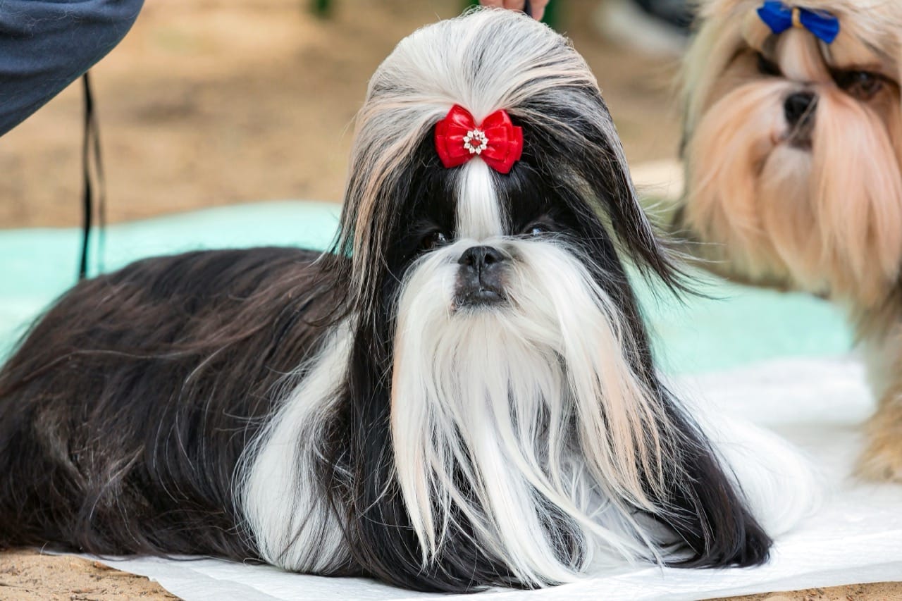 Everyday Shih Tzu Smarts: Practical Facts for Life With a Little Lion Dog