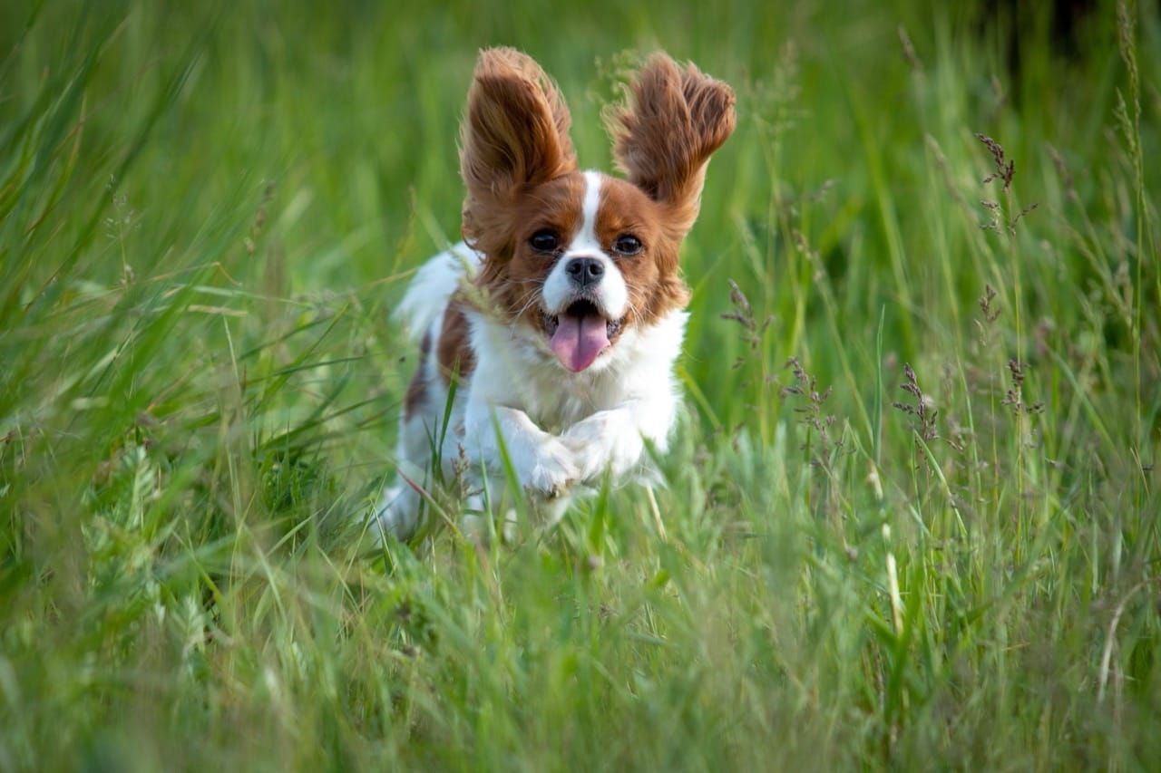 Cavalier King Charles Spaniel Myths and Realities: What Life With One Is Really Like