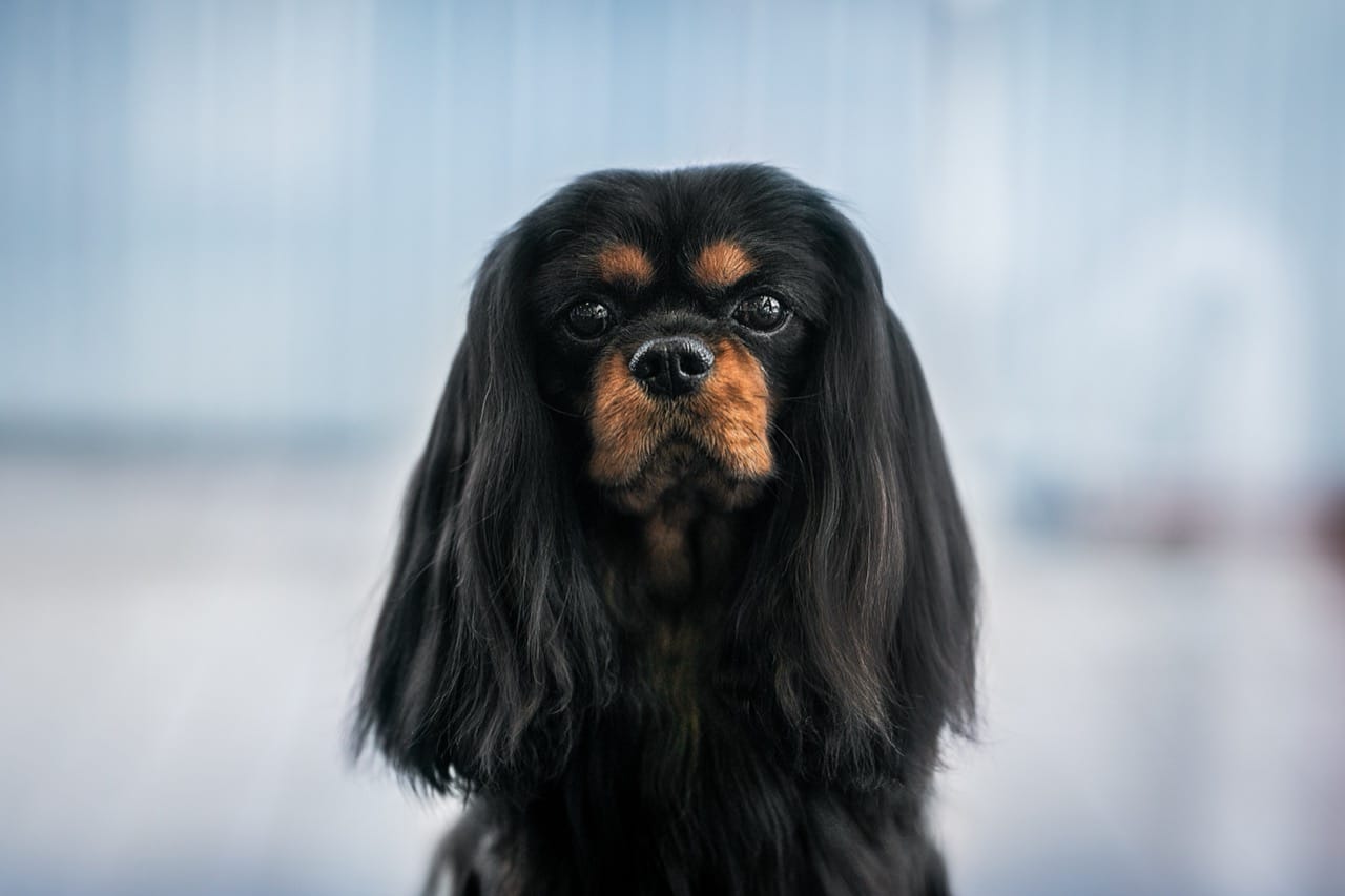 Regal Cavaliers: Biggest Brags and Firsts of the Cavalier King Charles Spaniel