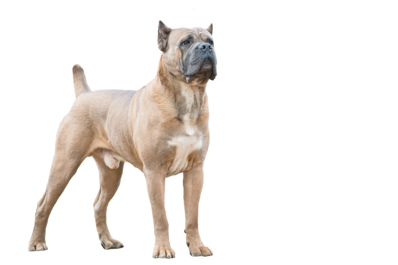 Cane Corso Lab Notes for Curious Minds
