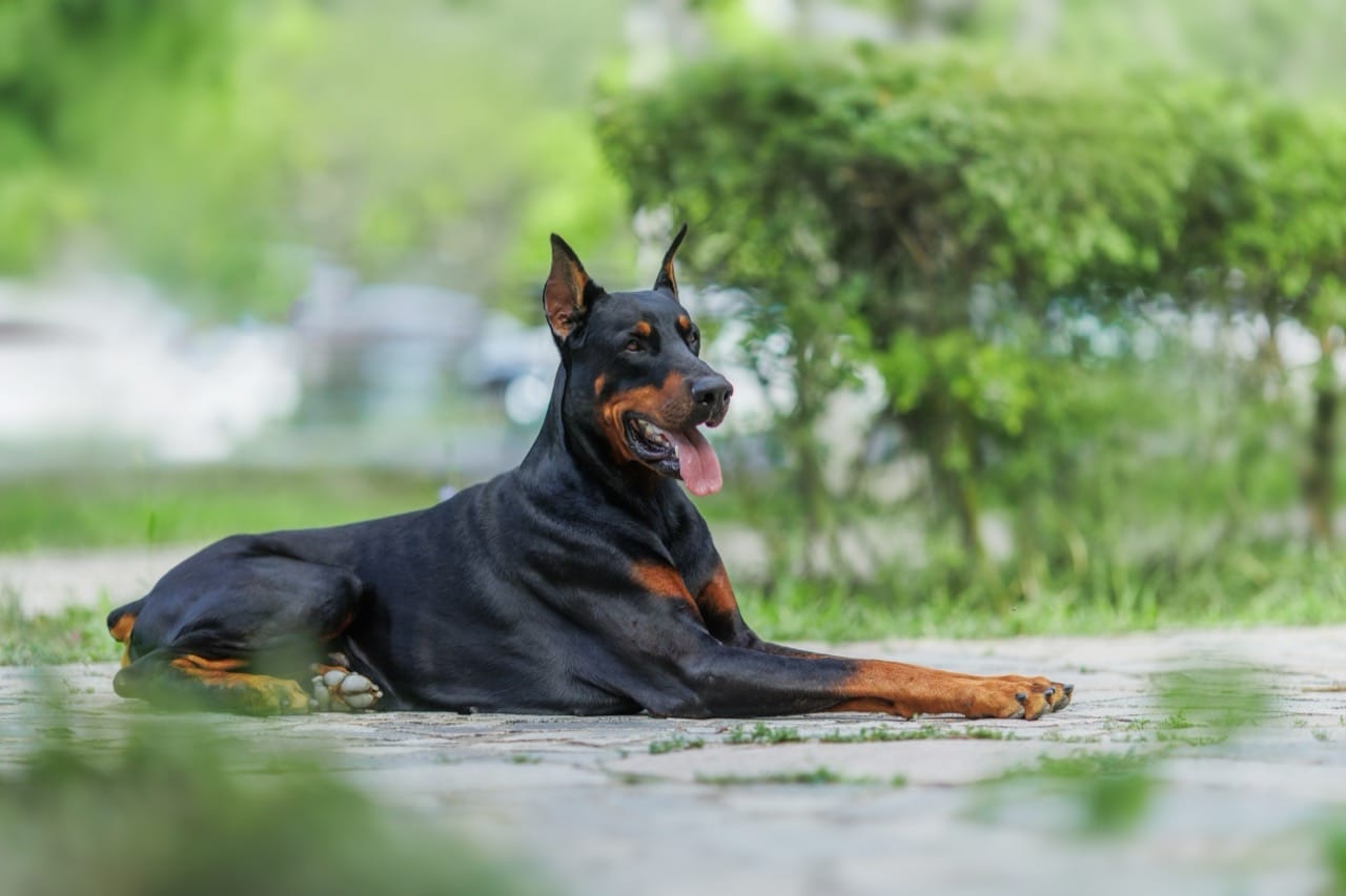 Doberman Footprints in Film, Work, and Rituals