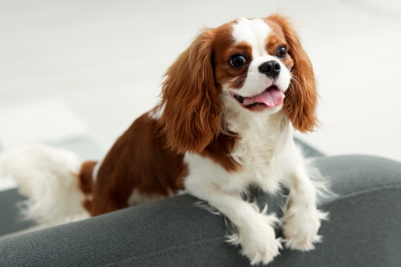 Crowns, Coats, and Courtly Cavaliers: How a Small Spaniel Became a Big Symbol
