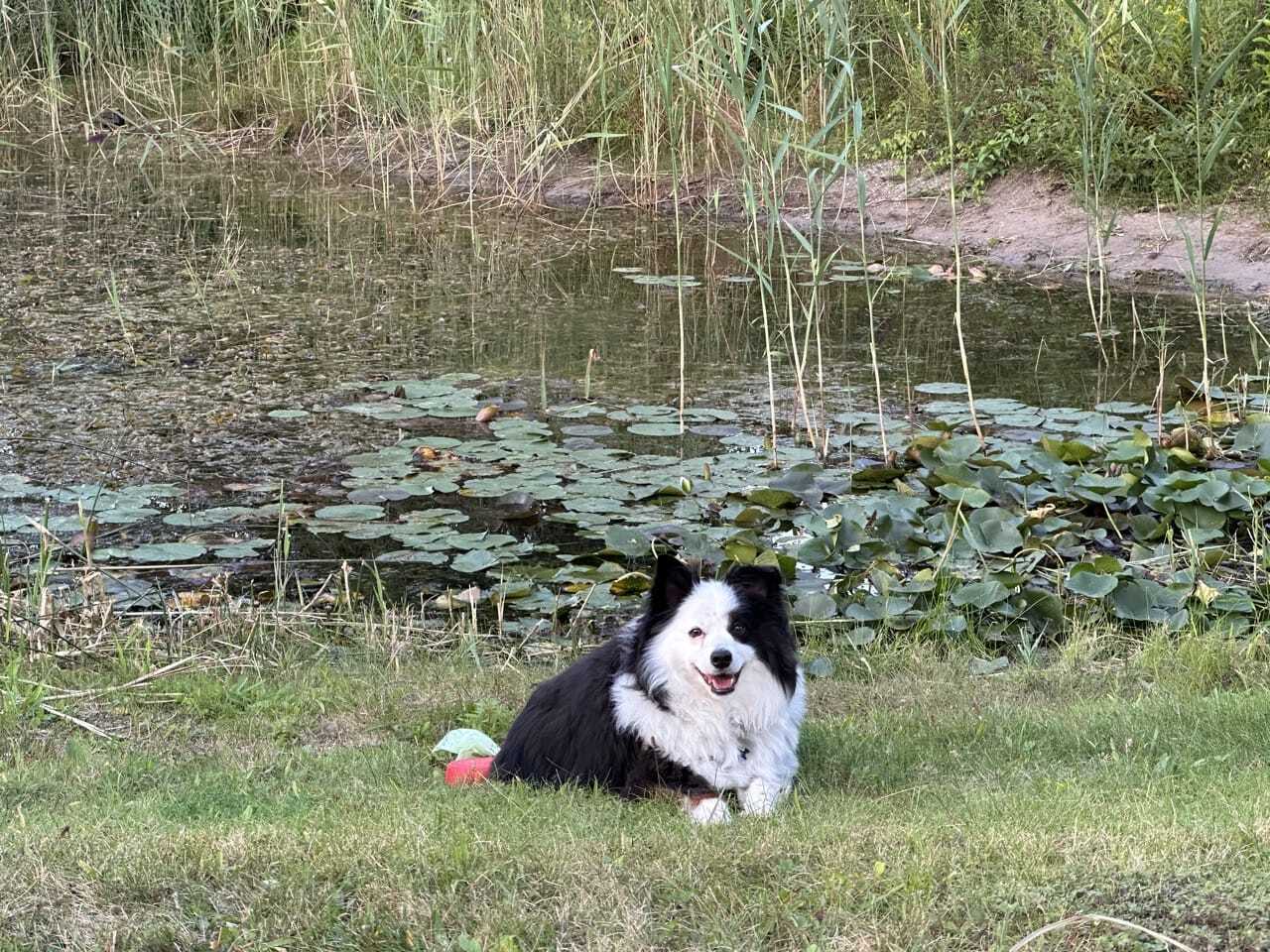 Myth or Merit: What a “Mini Aussie” Really Is