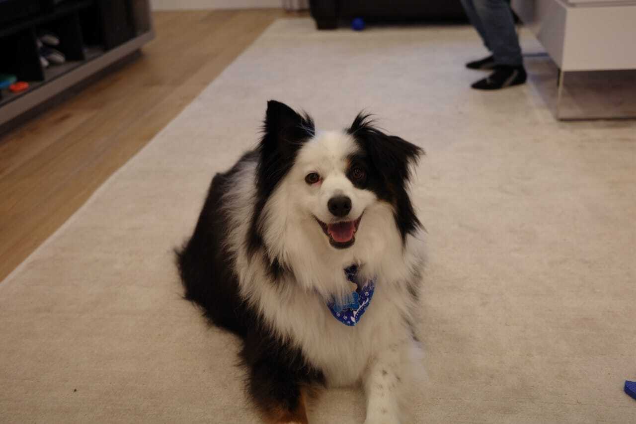 Mini Aussie Oddities: The True Story of the Miniature American Shepherd