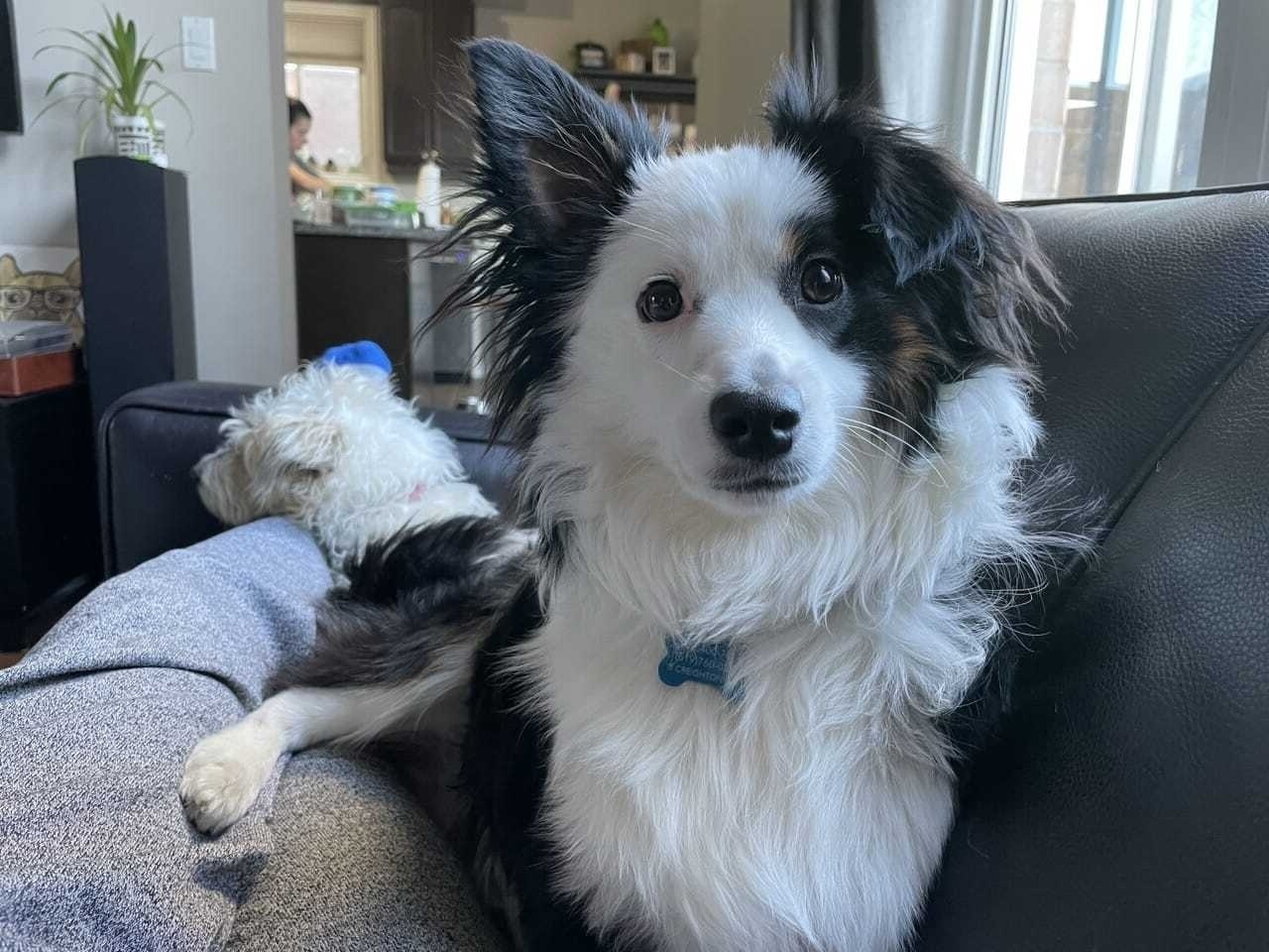 Saddle Up for Mini Aussie Facts: The Miniature American Shepherd Explained