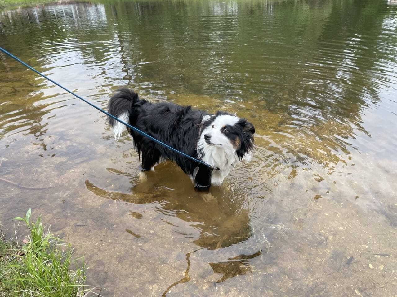 Ranch Roots to Ring Rules: The Miniature Australian Shepherd Story